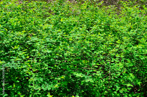 Krzak z zielonymi listkami