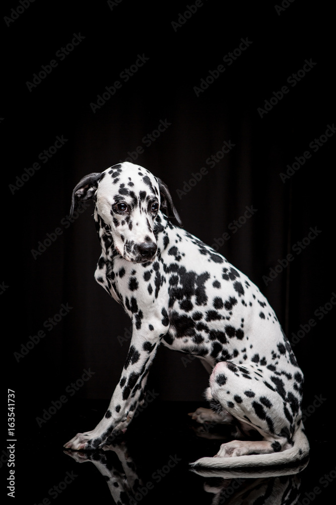 Dalmatian on the black background Dalmatian on the black background