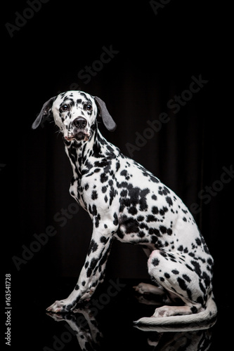 Dalmatian on the black background