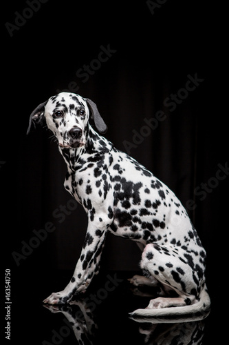 Dalmatian on the black background