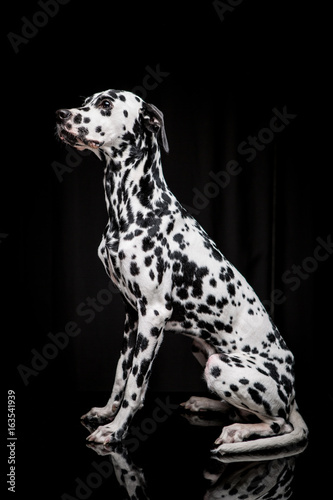 Dalmatian on the black background