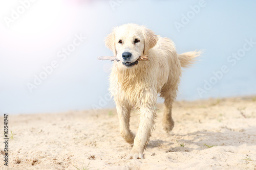 Fototapeta Naklejka Na Ścianę i Meble -  dog runs the beach