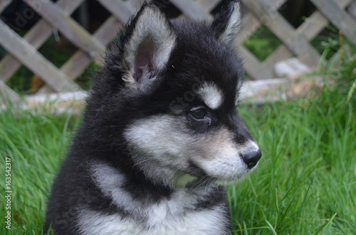 Beautiful Profile View of an Alusky Puppy Dog Sitting in a Yard photo