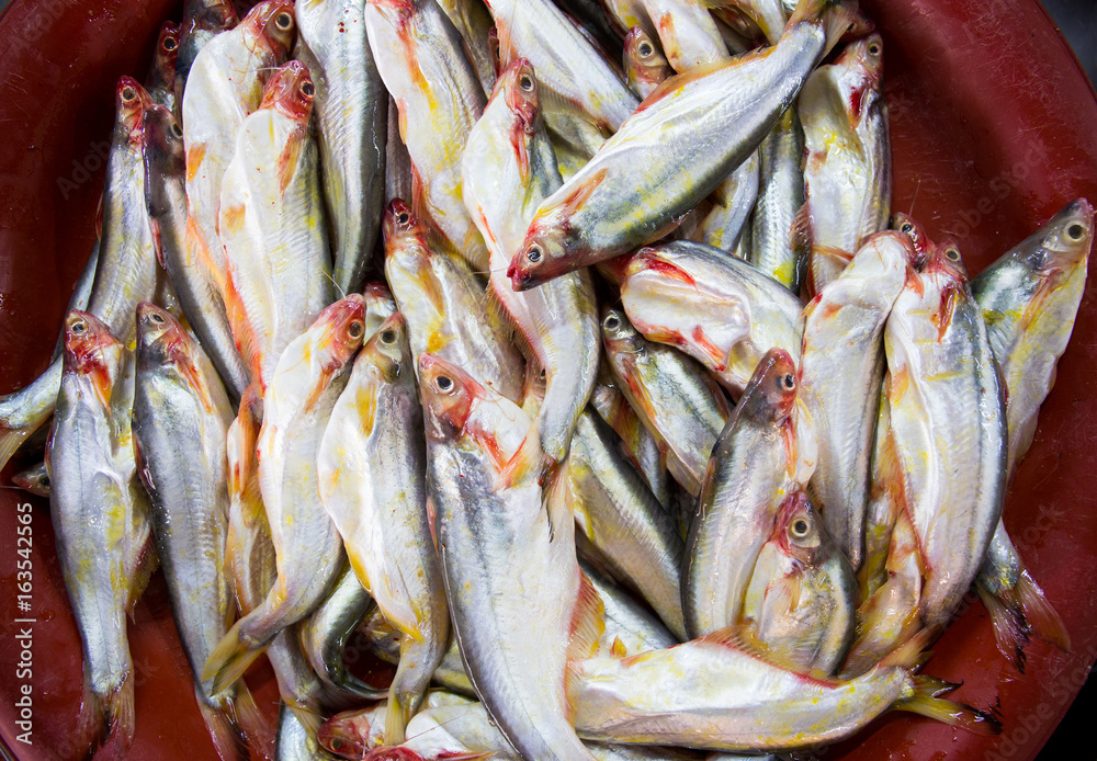 Fototapeta premium Fresh fish on basin in market, Thailand