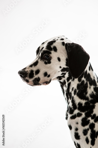 Dalmatian on the white background © sangyeon