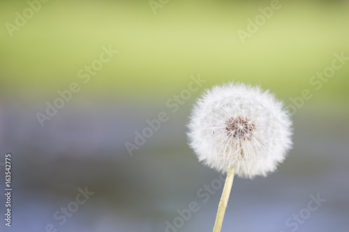 Dandelion tranquil abstract closeup art background.