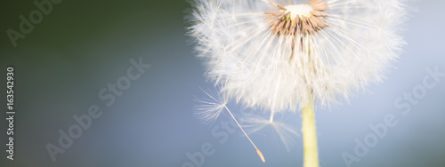 Dandelion tranquil abstract closeup art background. Beautiful blowball.