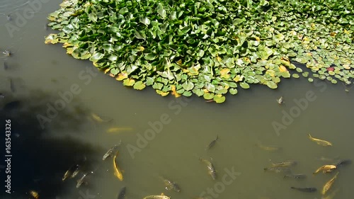 Carp