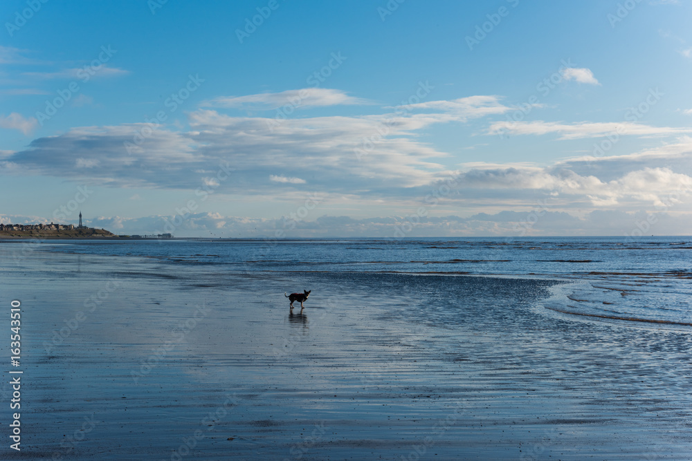 relaxing and gentle calming waves flowing into a beach at sundown with a vivid blue sky