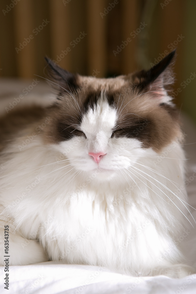 Fototapeta premium ragdoll on the bed