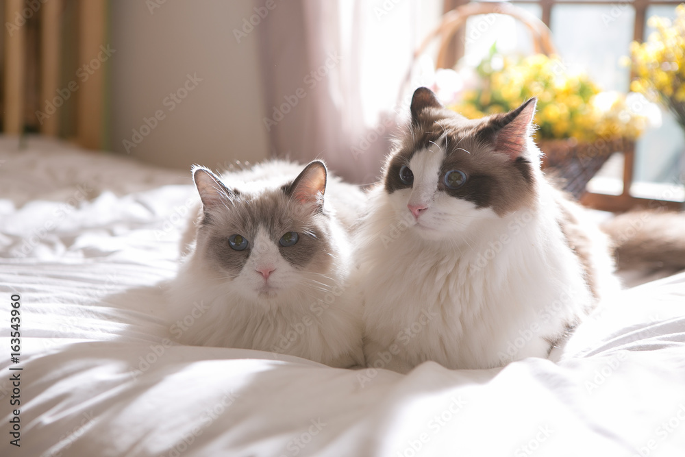 Obraz premium ragdoll on the bed