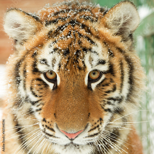 tiger  © Ivan