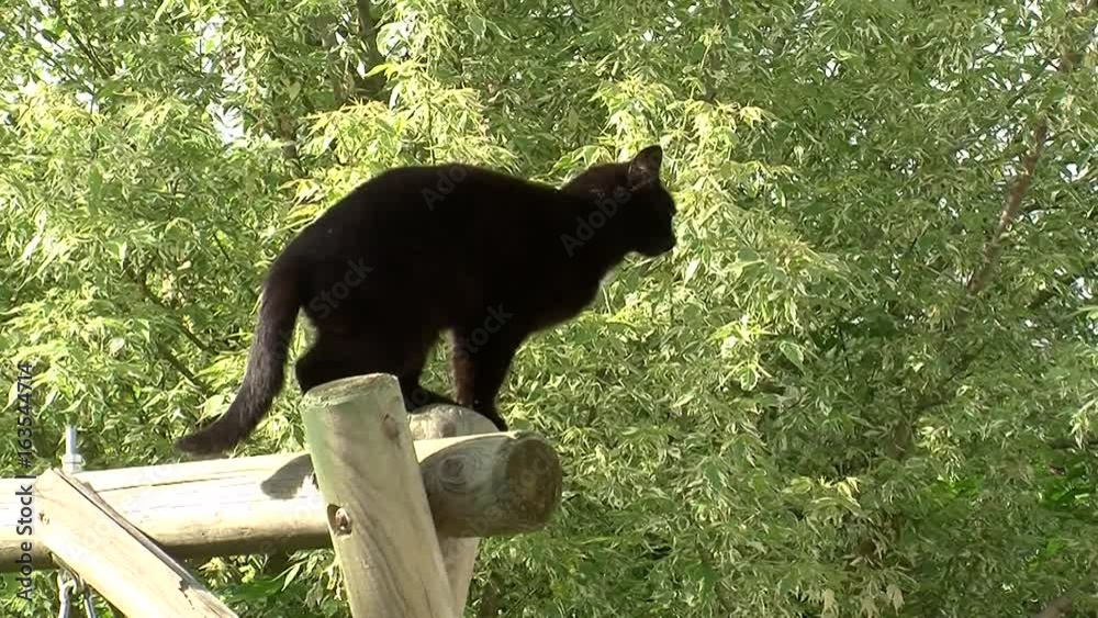 Unsere schwarze Katze 
