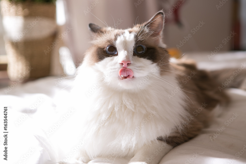 ragdoll on the bed