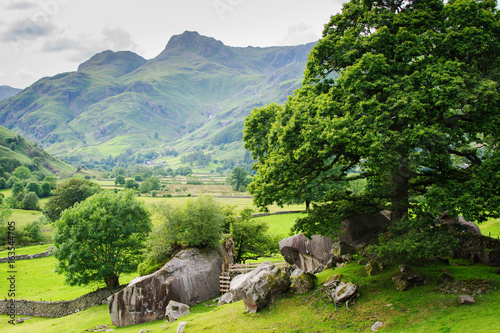 Beautiful landscapes in Lake District National Park, England, stone wall, cows, mountains on the background, selective focus © Liliya Trott