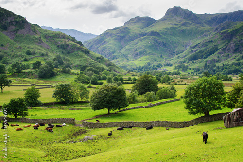 Stunning rural landscapes in Lake District National Park, England, stone wall, cows, mountains on the background, selective focus © Liliya Trott