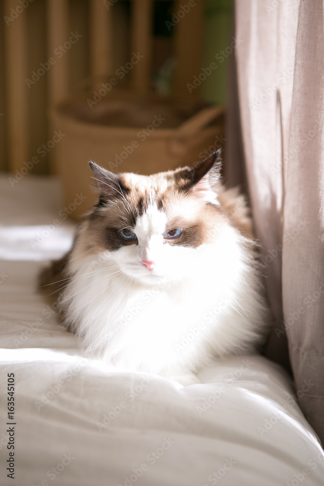 ragdoll on the bed