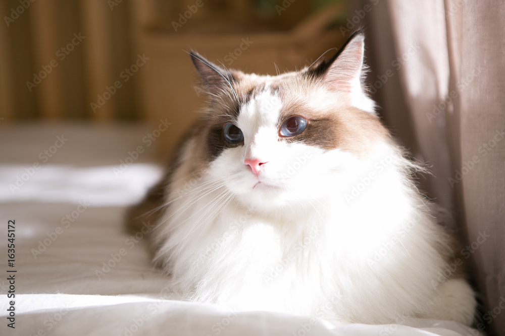 Fototapeta premium ragdoll on the bed
