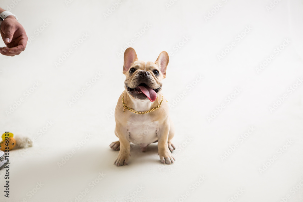 French Bulldog on the white background