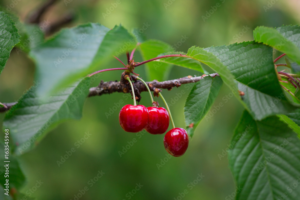 Cerises Cerises
