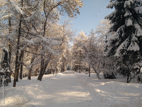 Winter in Panfilov Park  Almaty  Kazakhstan