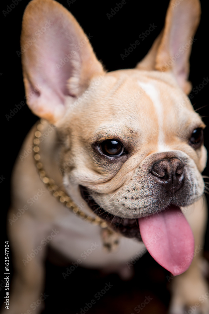 French Bulldog on the black background French Bulldog on the black background