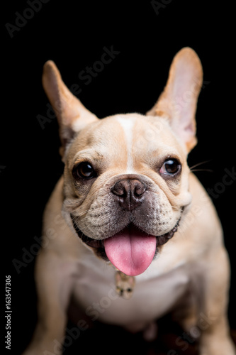 French Bulldog on the black background