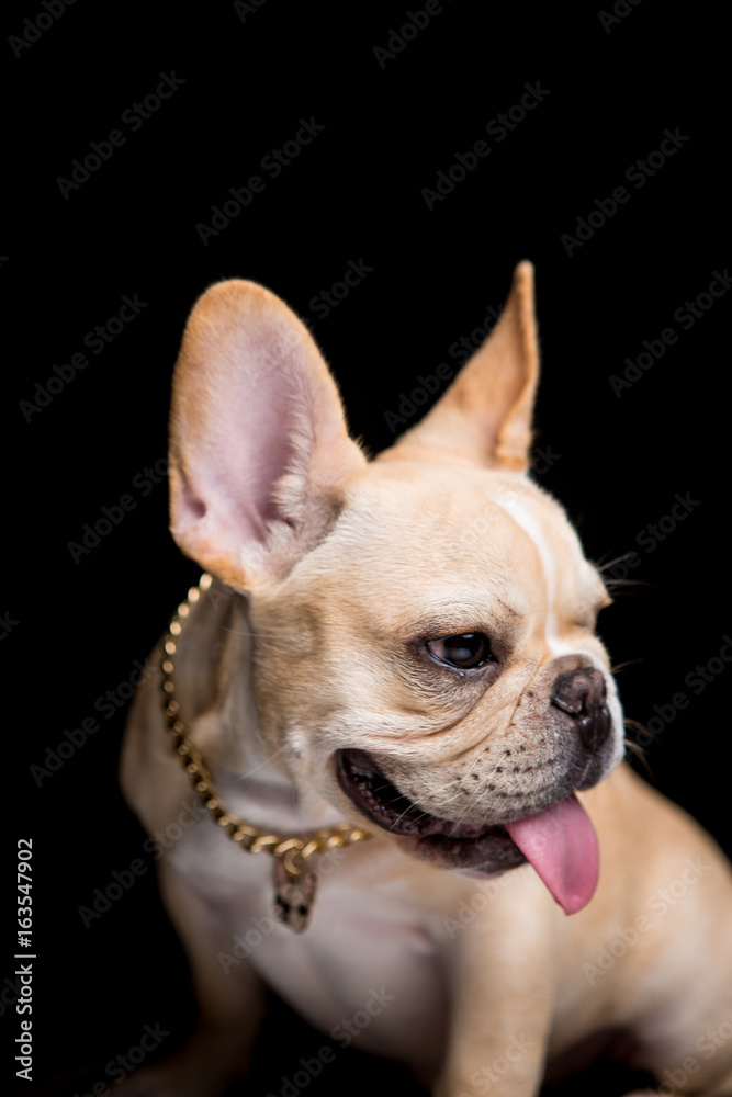 French Bulldog on the black background