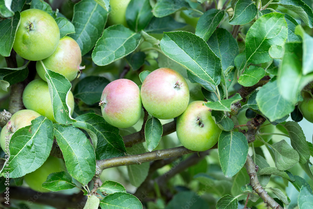 Apfelbaum / viele Äpfel an einem Apfelbaum Apfelbaum / viele Äpfel an einem Apfelbaum
