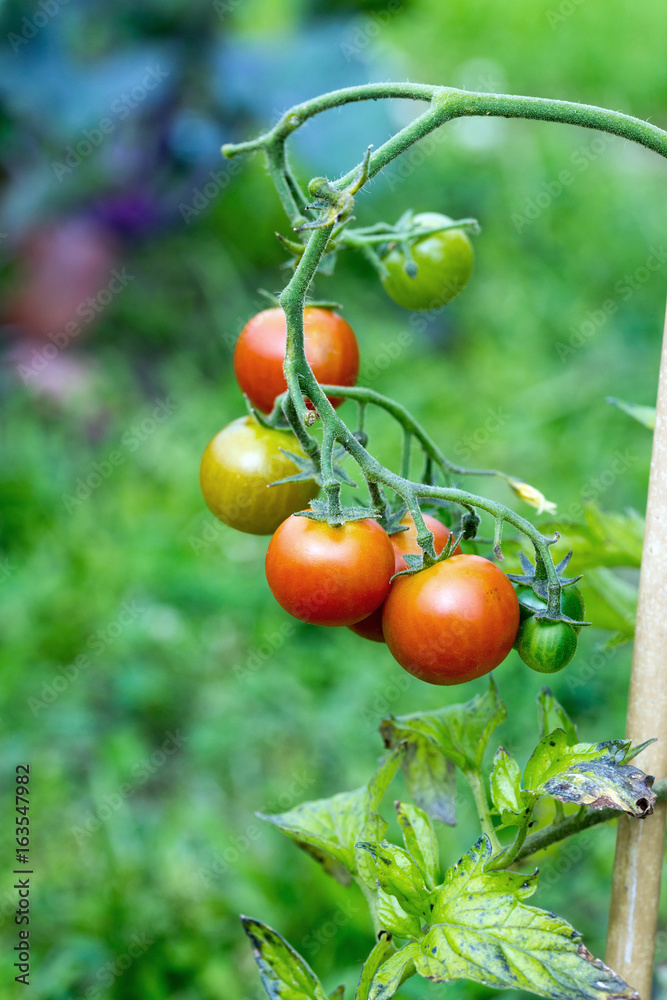 Tomaten / leckere Tomaten in einem Garten