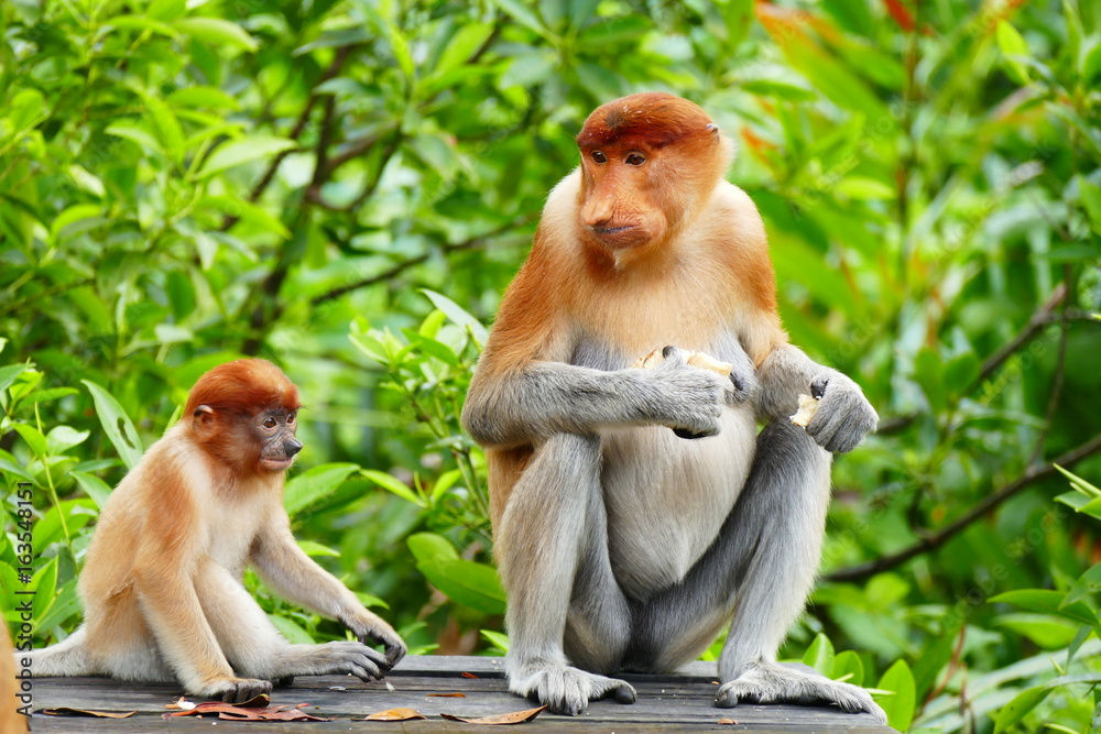 Naklejka premium Beautiful monkey Nasalis larvatus against a background of tropical island jungle