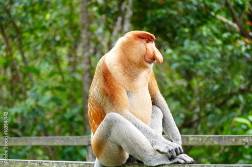 Beautiful monkey Nasalis larvatus against a background of tropical island jungle