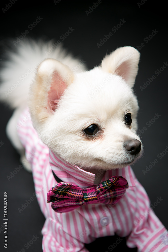 Pomeranian on the black background Pomeranian on the black background