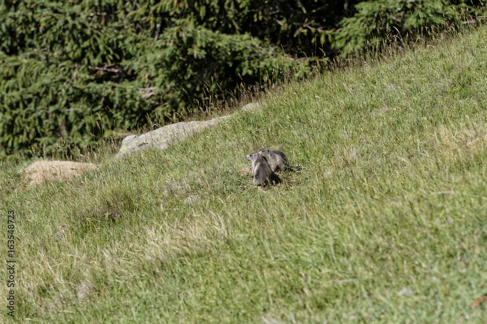 Fratrie de marmotons Fratrie de marmotons