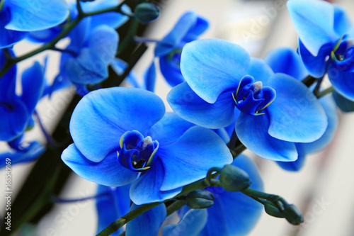 Fototapeta Naklejka Na Ścianę i Meble -  blue orchid close up