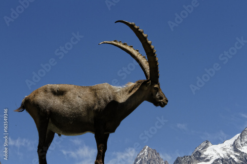 Bouquetin devant le massif du Mont-Blanc