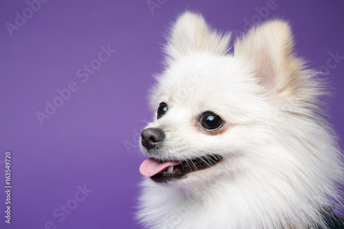 Pomeranian on the purple background