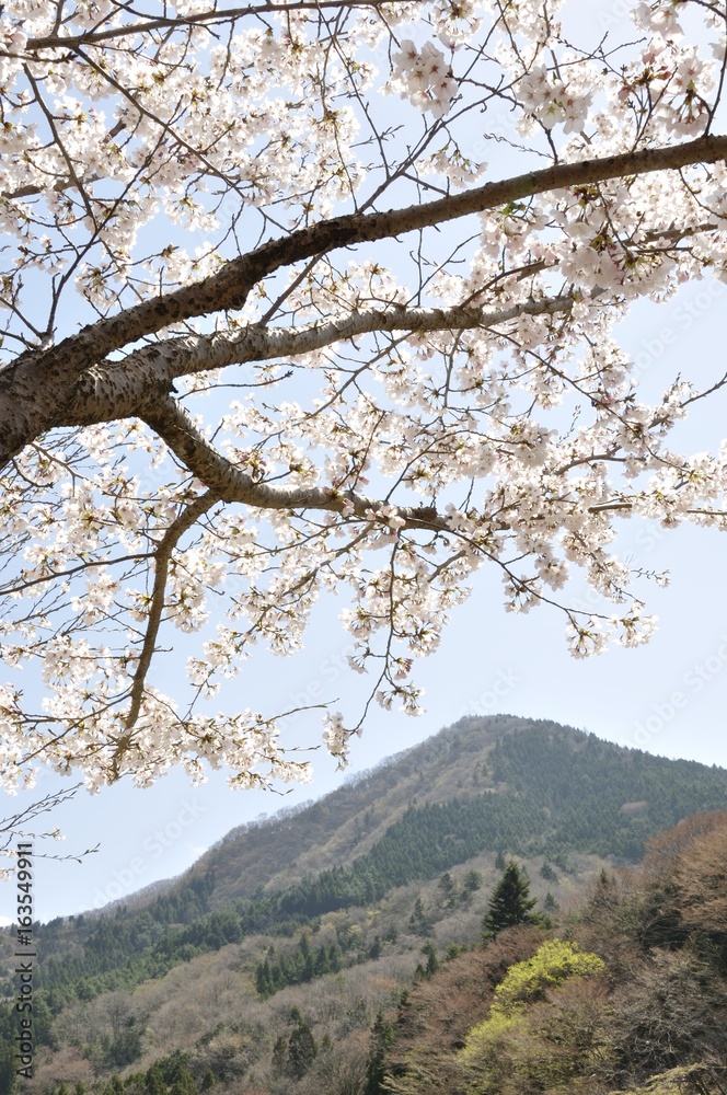 鳥ノ胸山と桜 鳥ノ胸山と桜