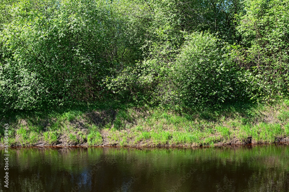 Bank of the river with trees and bushes Bank of the river with trees and bushes