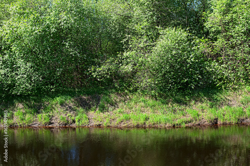 Bank of the river with trees and bushes