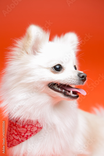 Pomeranian on the orange background © sangyeon