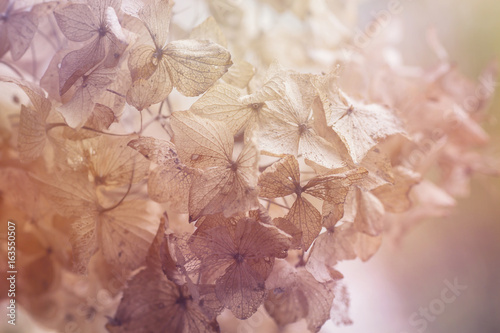 dry hydrangea floral background photo