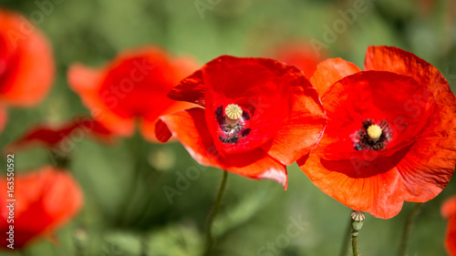 Poppy