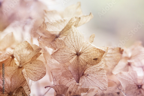 dry hydrangea floral background photo