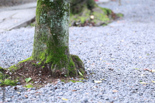 木の根っこの苔