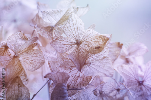 dry hydrangea floral background photo