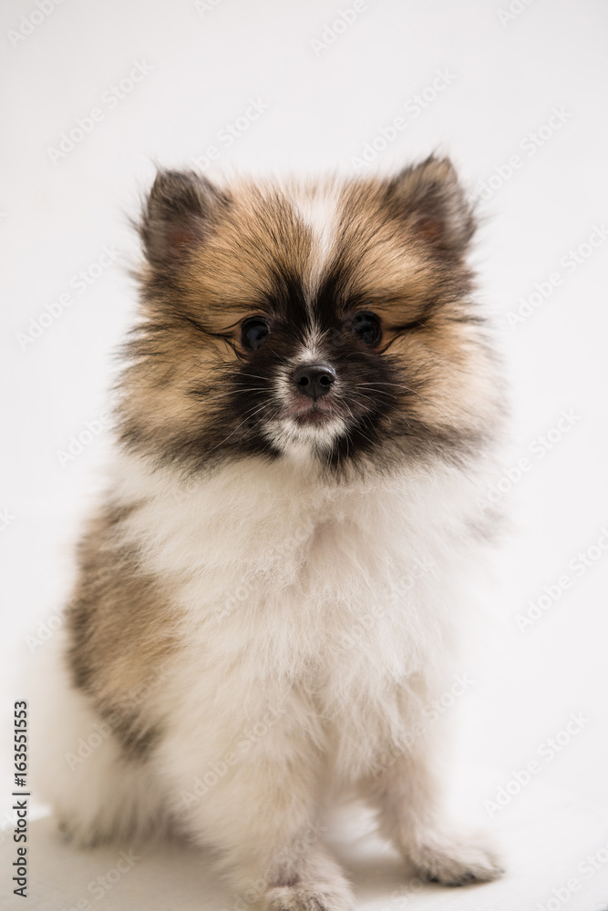Pomeranian on the White background Pomeranian on the White background