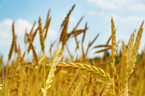 Canvastavla Spelt, Dinkel, Feld mit Dinkel, Ähren, biologischer Landbau, Himmel, Textraum, C