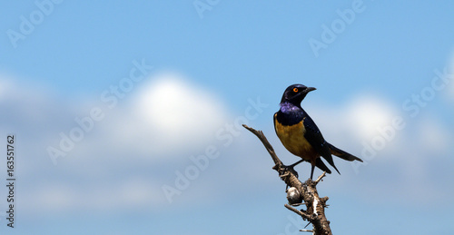 African Starling, sitting on branch, with yellow and black breast and red eye. Masai Mara, Kenya, Africa © Marion Smith (Byers)