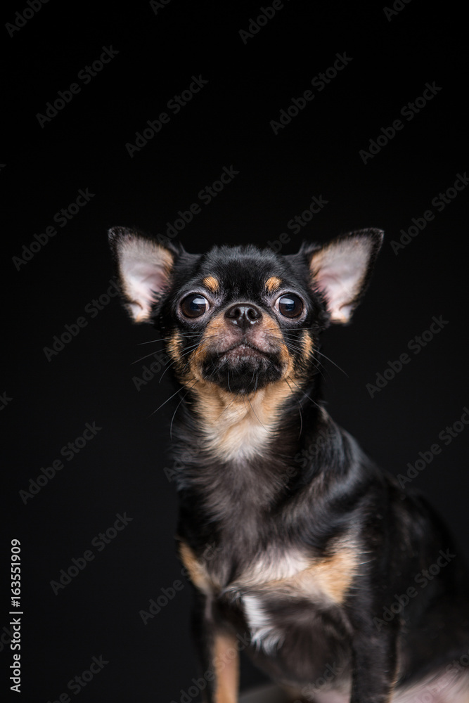  Chihuahua on the black background
